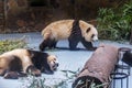 Sleeping and walking Pandas at Wolong Nature Reserve, Chengdu, Sichuan Provence, China endangered species and protected. Royalty Free Stock Photo