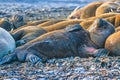 Sleeping walruses on a beach in the arctic Royalty Free Stock Photo