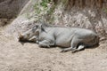 Sleeping Warthog Royalty Free Stock Photo