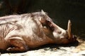 Sleeping Warthog Royalty Free Stock Photo