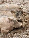 Sleeping warthogs Royalty Free Stock Photo