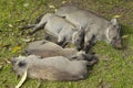 Sleeping warthogs in Tsavo National Park, Kenya, Africa Royalty Free Stock Photo