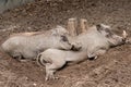 Sleeping warthogs Royalty Free Stock Photo