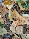 Sleeping wasp on autumn leaves