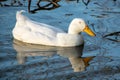 Sleeping whilst swimming, white drake pekin ducks closes his eyes