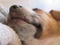 Sleeping White and Brown Puppy.