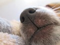 Sleeping White and Brown Puppy. Royalty Free Stock Photo