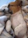 Sleeping White and Brown Puppy.