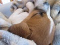 Sleeping White and Brown Puppy. Royalty Free Stock Photo