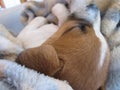 Sleeping White and Brown Puppy.