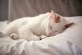 Sleeping white cat on white background.