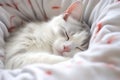 Sleeping white cat on white background.