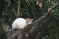 Sleeping white cat