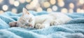 Sleeping white cat on soft blue blanket with blurred bokeh background, peaceful and serene atmosphere, copy space for Royalty Free Stock Photo