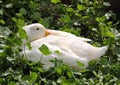 Sleeping white duck farm Royalty Free Stock Photo