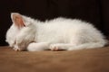 Sleeping white kitten