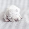 Sleeping white newborn puppy. Newborn puppy on a light background Royalty Free Stock Photo