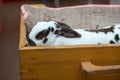Sleeping white rabbit with scattered brown pattern in box. Royalty Free Stock Photo