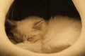 Sleeping white ragdoll cat in cat house