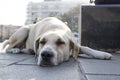 Sleeping white stray dog. Close photos were taken from the front of the dog.