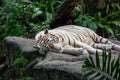A sleeping white tiger Royalty Free Stock Photo