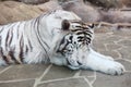 Sleeping white tiger Royalty Free Stock Photo
