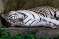 Sleeping white tiger Royalty Free Stock Photo