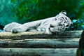 Sleeping white tiger Royalty Free Stock Photo