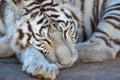 Bengal white tiger Panthera tigris sleeping Royalty Free Stock Photo