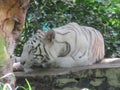 Sleeping white tiger rare Royalty Free Stock Photo