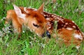 Sleeping Whitetail Fawn Royalty Free Stock Photo