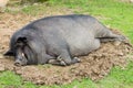 A sleeping wild boar. Royalty Free Stock Photo