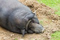 A sleeping wild boar. Royalty Free Stock Photo