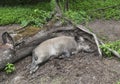 sleeping wild boar found in the bia?owieza forest , podlasie, poland