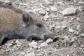 A sleeping wild boar Royalty Free Stock Photo