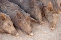 Sleeping wild boars in the park or farm Royalty Free Stock Photo
