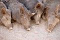 Sleeping wild boars in the park or farm Royalty Free Stock Photo