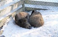 Sleeping wild boars Royalty Free Stock Photo