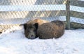 Sleeping wild boars Royalty Free Stock Photo