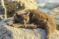 Sleeping wild cat at White Point beach