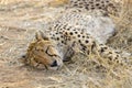 Sleeping Wild Cheetah in Grass Royalty Free Stock Photo