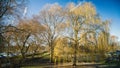 Sleeping Willow bare of leaves Royalty Free Stock Photo