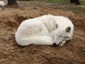 A sleeping wolf Royalty Free Stock Photo