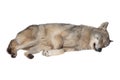 Sleeping wolf isolated on a white Royalty Free Stock Photo