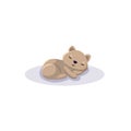 sleeping wombat cartoon curled up. Flat vector illustration isolated Royalty Free Stock Photo