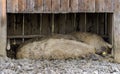 Sleeping woolly pigs Royalty Free Stock Photo