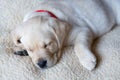 Sleeping Yellow Labrador Puppy Royalty Free Stock Photo