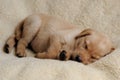 Sleeping Yellow Labrador Puppy on Blanket Royalty Free Stock Photo