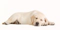 Sleeping yellow labrador puppy Royalty Free Stock Photo