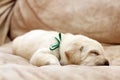Sleeping yellow labrador puppy Royalty Free Stock Photo
